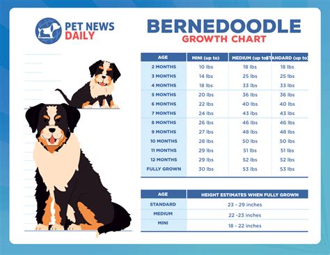 Bernedoodle Size Chart – Growth